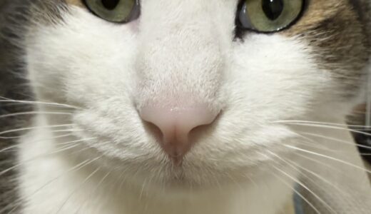 三吾郎社長で親しまれております🐈